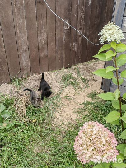 Котенок девочка в дар бесплатно