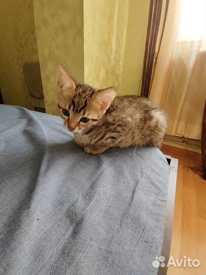 Кошка в дар бесплатно