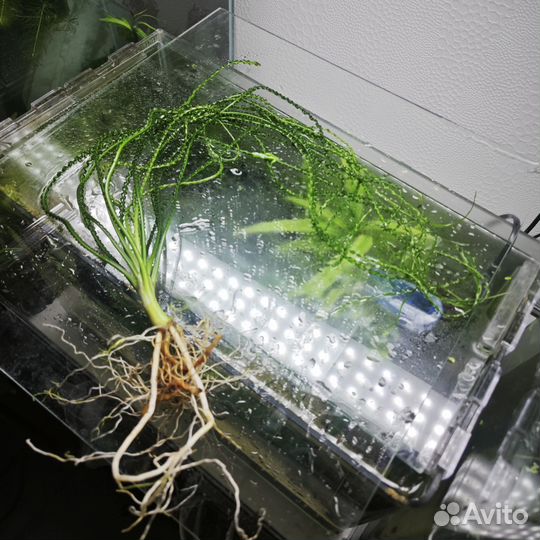 Аквариумные растения