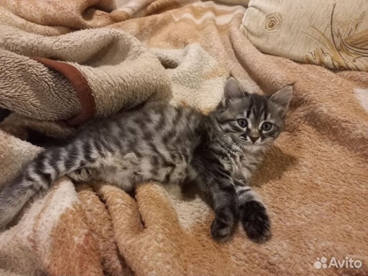 Кошка в дар бесплатно
