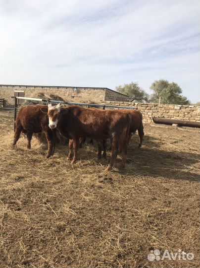 Бычки на откорм
