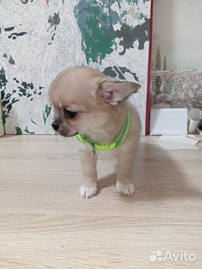 Щенки чихуахуа