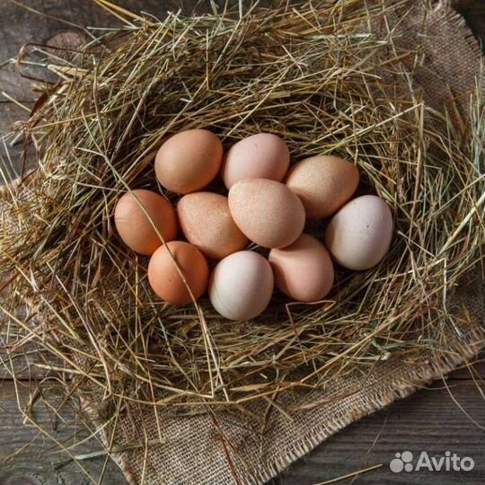 Домашние куриные яйца