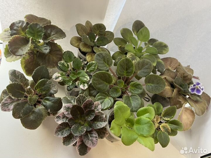 Сортовые фиалки мини