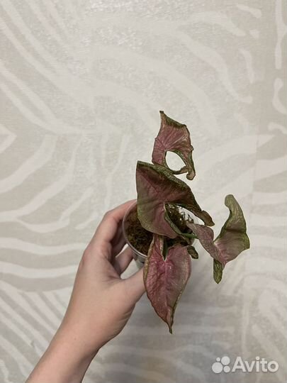 Сингониум Pink mosaic