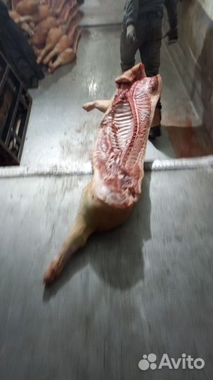 Мясо свинины охлажденное оптом