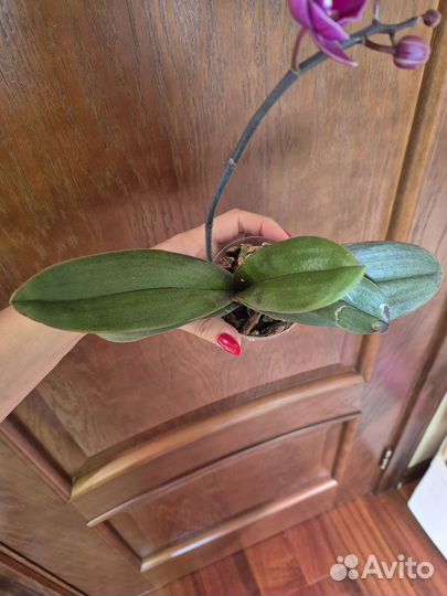 Орхидея фаленопсис мини