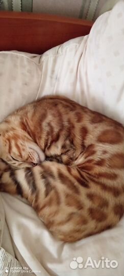 Бенгальская