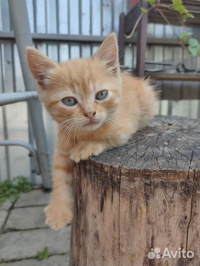 Кошка в дар бесплатно