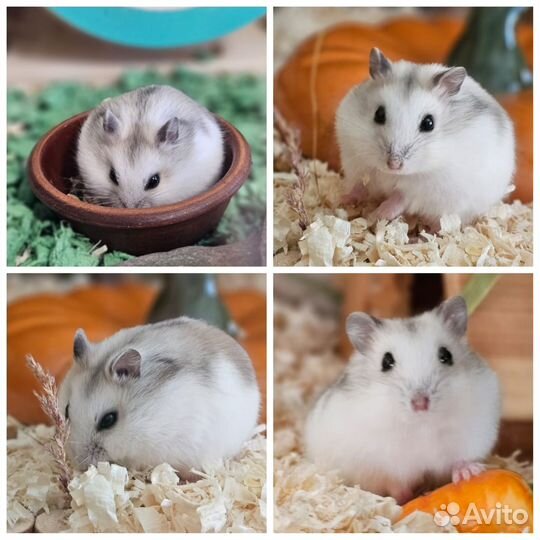 Джунгарский хомяк редкого окраса империал