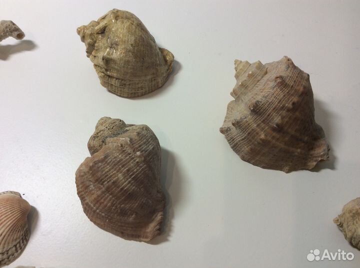 Морские ракушки, раковины и корал. Винтаж