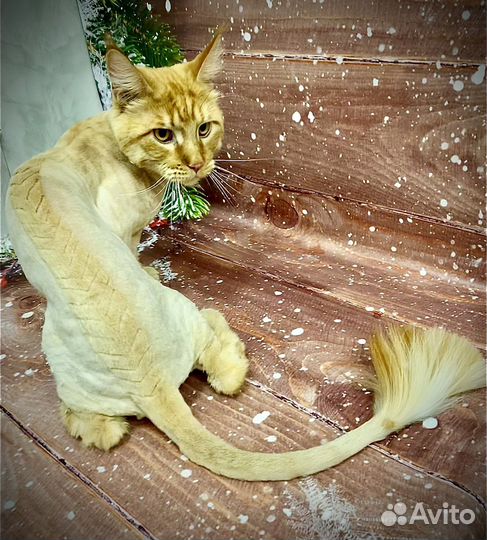 Стрижка собак и кошек груминг