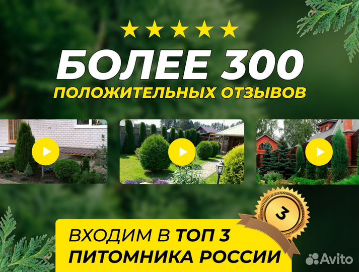 Туя Брабант