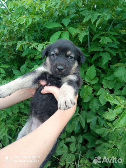 Собака в добрые руки щенок