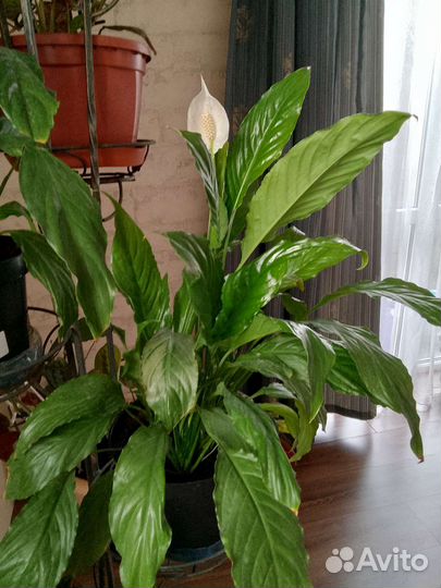 Спатифиллум