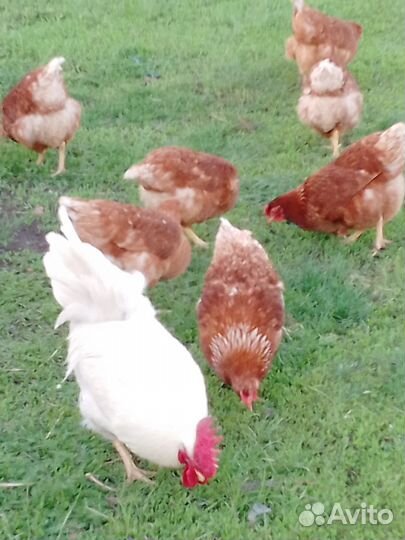 Куры молодки несушки 7 шт и 1 петушок