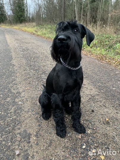 Вязка миттельшнауцер кобель. средний шнауцер