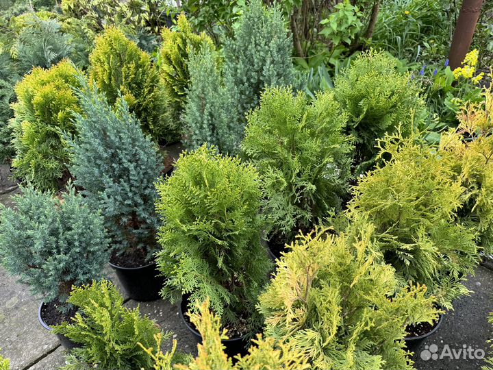 Декоративные растения