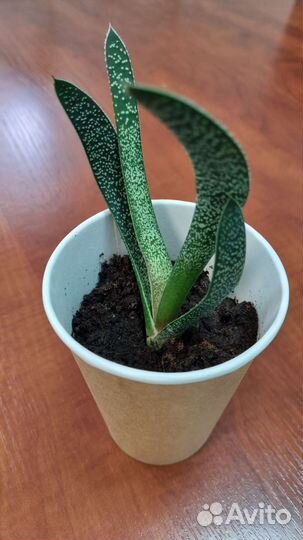 Суккулент. Гастерия