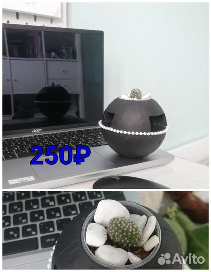 Кактус опунция микродазис