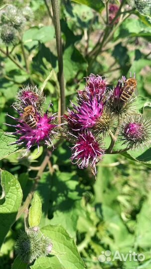 Пыльца пчелиная, оптом