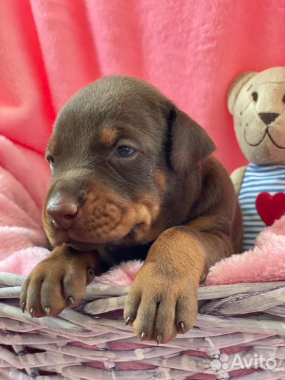 Собаки щенки добермана