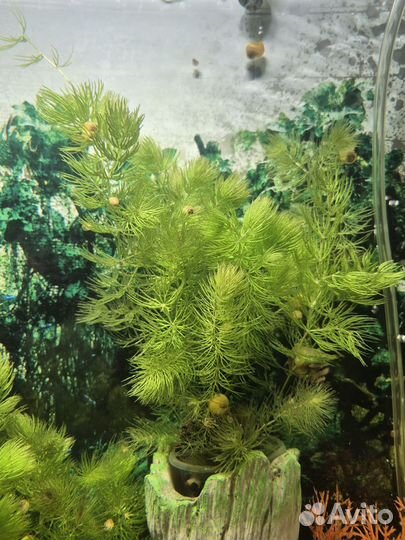 Улитки ампулярии