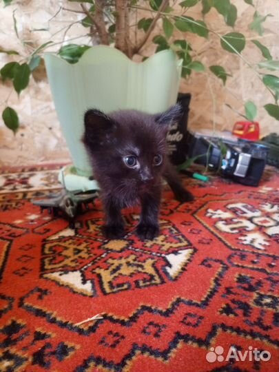 Котята отдам бесплатно