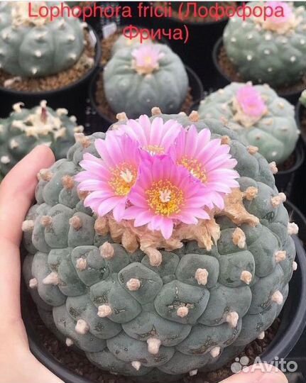 Кактусы семена