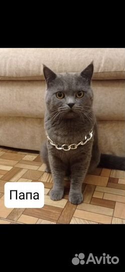 Британские котята