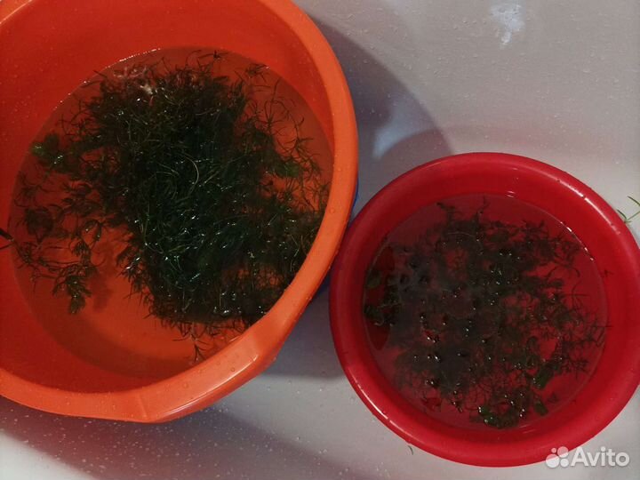 Растения для аквариума