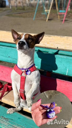 Адресники для собак