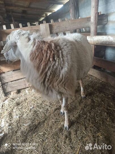 Гусарский баран