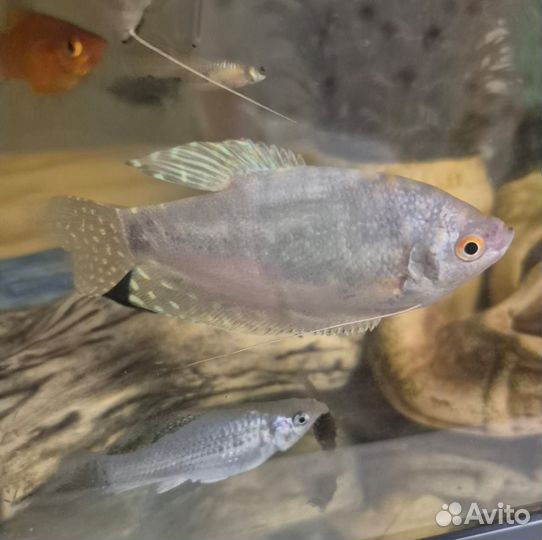 Гурами (самец + самка)