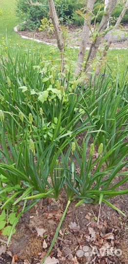 Camassia quamast