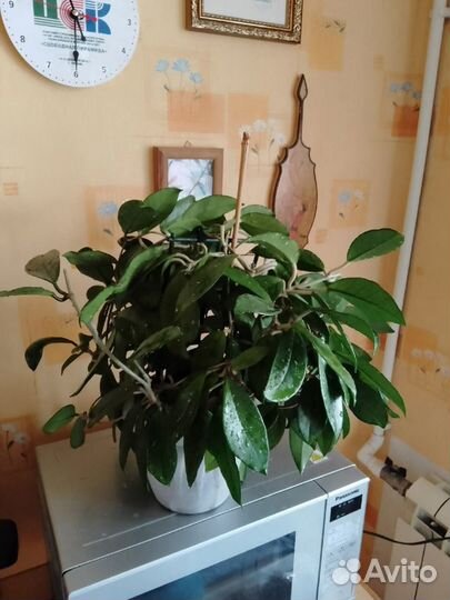 Хойя карноза