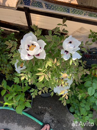 Пион древовидный