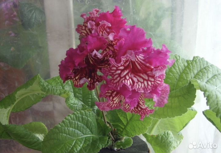 Стрептокарпус сортовой с бутонами