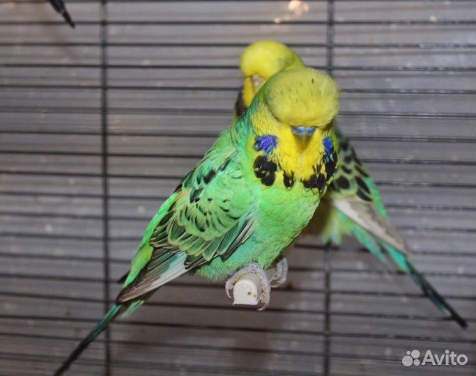 Волнистый попугай, получех, ввп чех