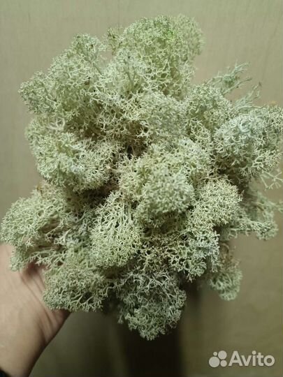 Мох ягель корм для улиток