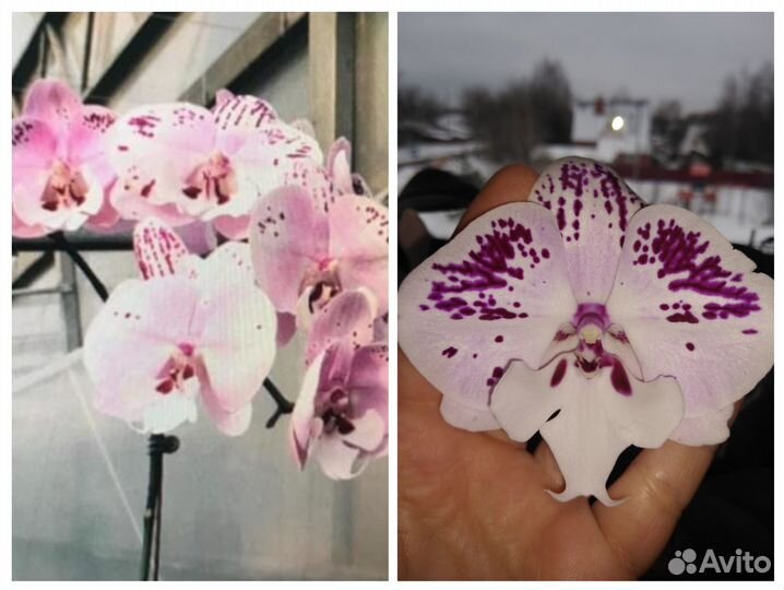 Орхидея фаленопсис