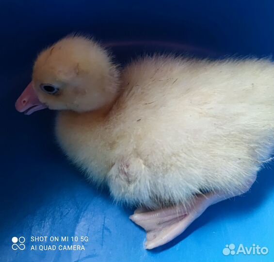 Цыплята под заказ