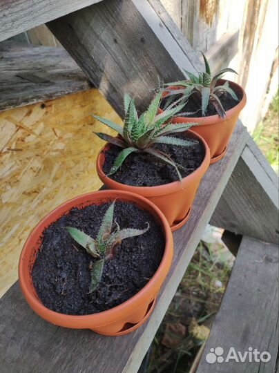 Алоэ остистое