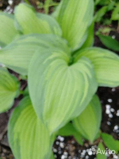 Гипсофила, хоста и др