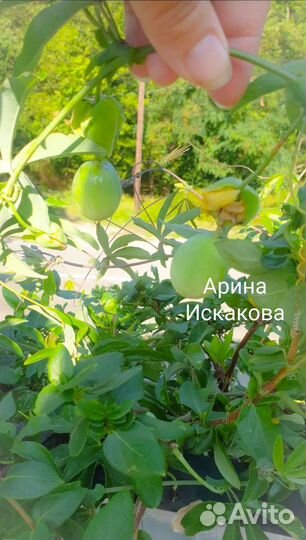 Маракуйя, пассифлора, черенки, семена, экзотика