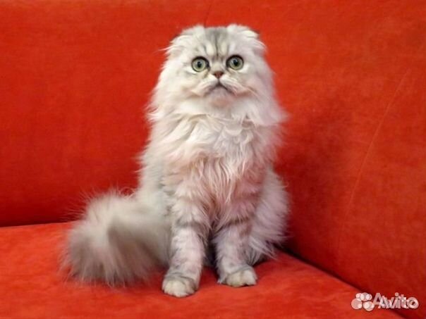 Хайленд Фолд Вислоухая Шотланская кошка