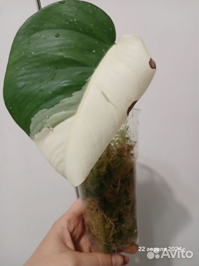 Монстера альба