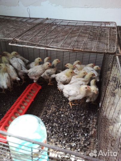 Цыплята и Утята Подрощенные