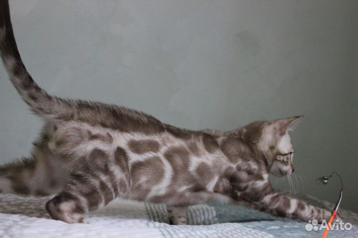 Бенгальский снежный мальчик