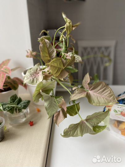 Сингониум неон пинк